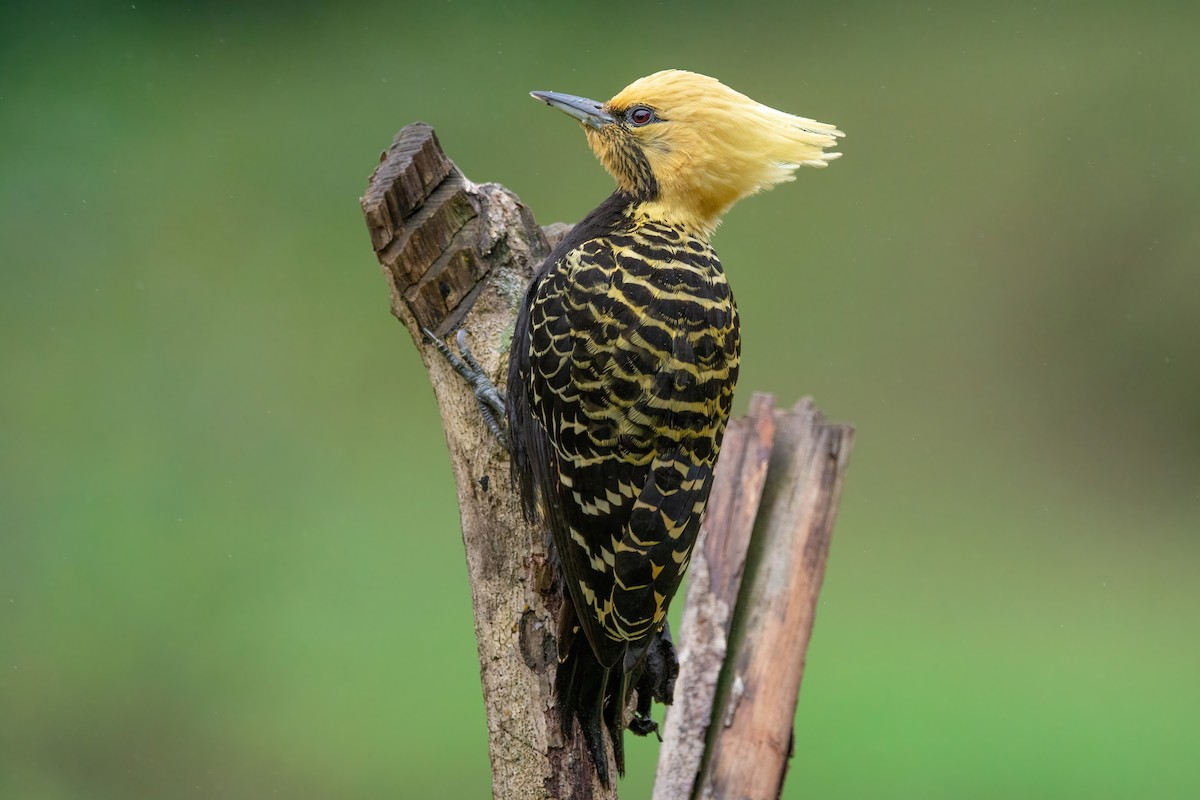 Blond-crested Woodpecker - Marcos Eugênio Birding Guide