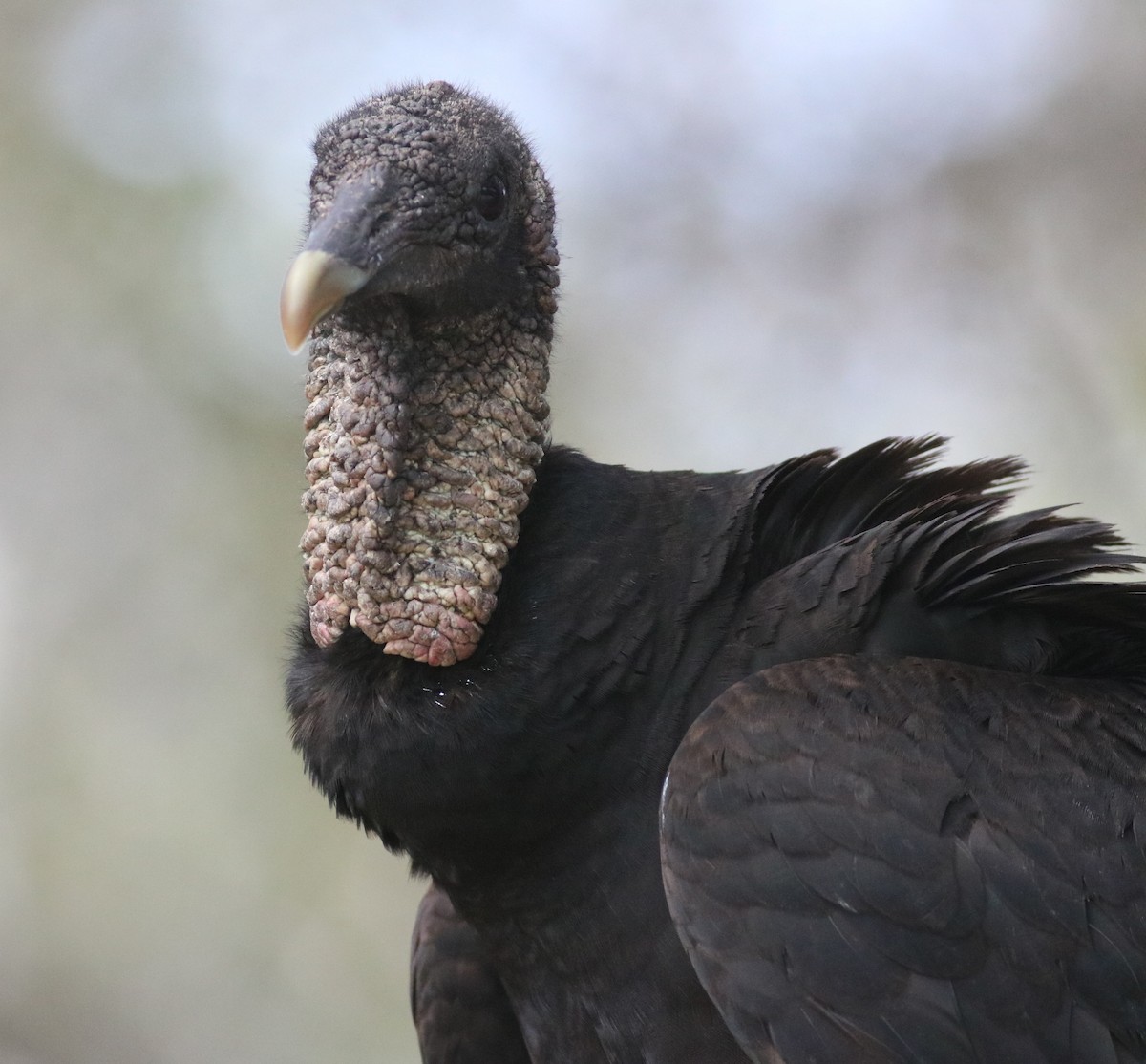 Black Vulture - Eric Hartshaw