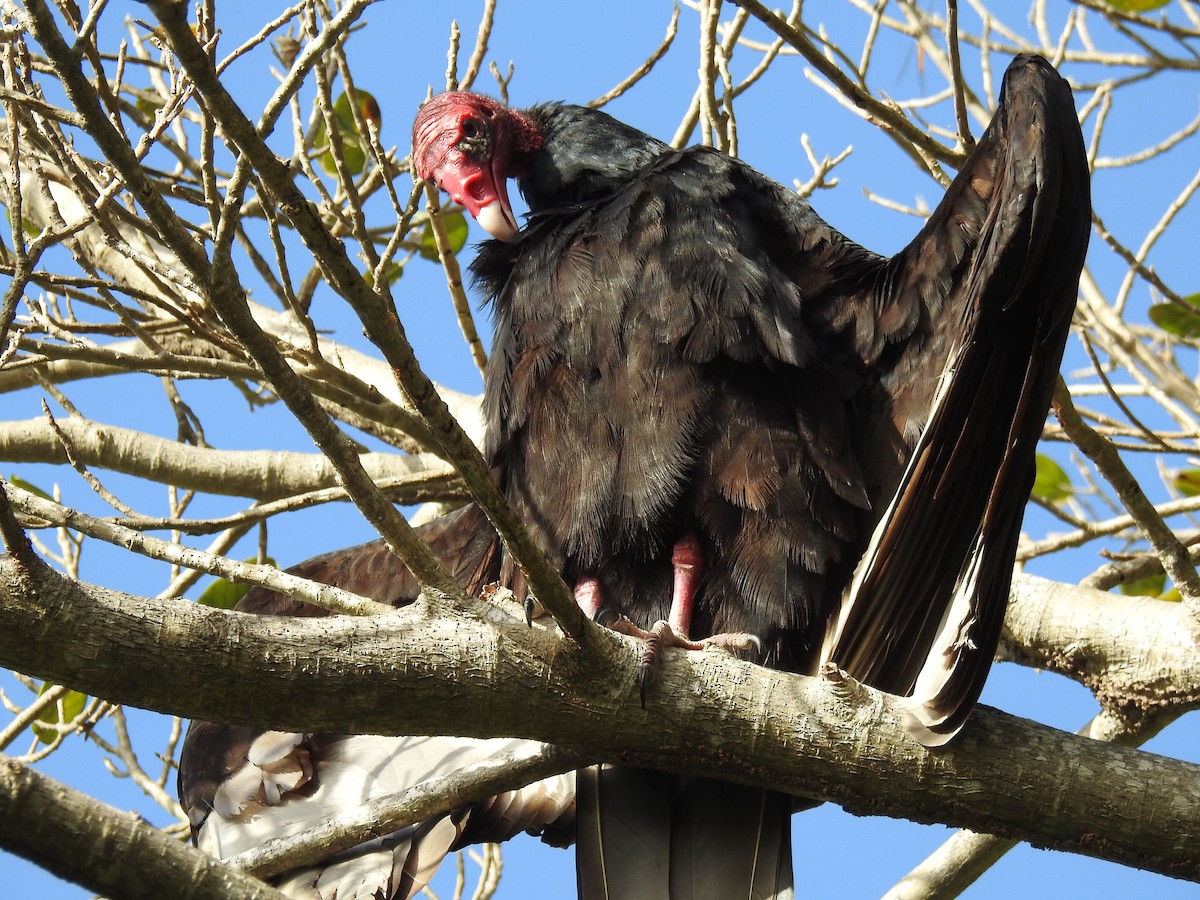 Turkey Vulture - ML520732351