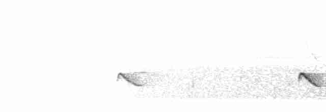 Uzun Kuyruklu İnezya - ML520732821