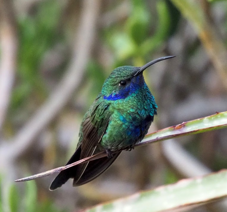 kolibřík modrolící - ML520733501