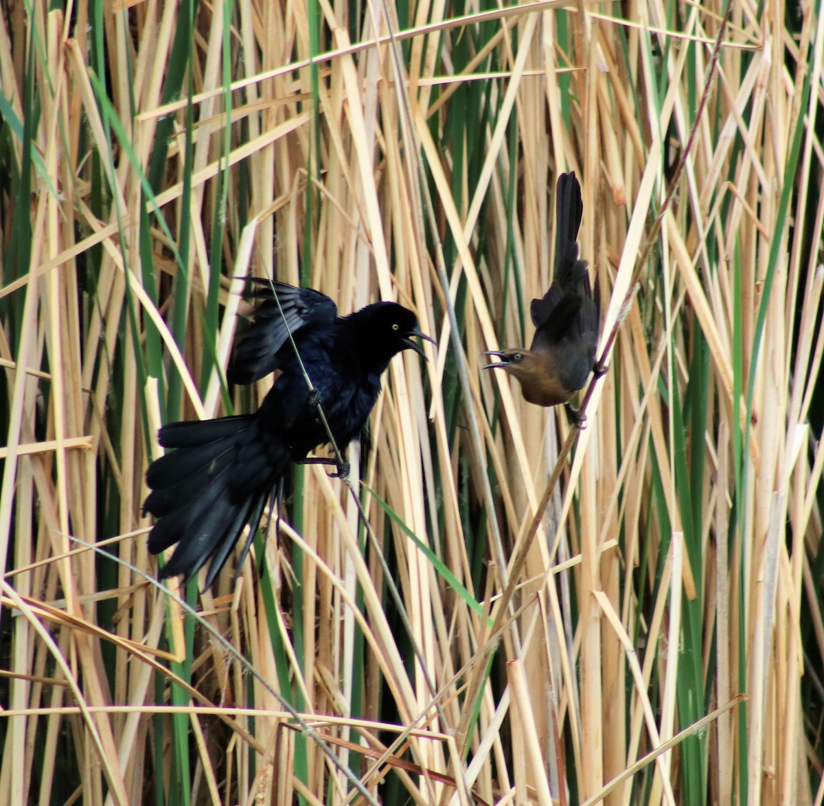 Great-tailed Grackle - ML52073691