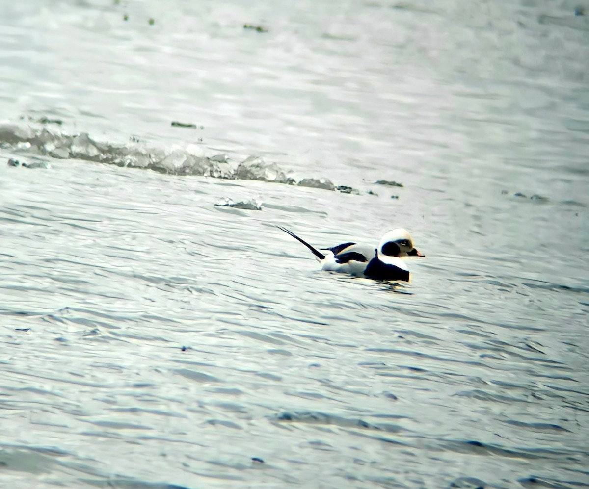 Long-tailed Duck - ML520737381