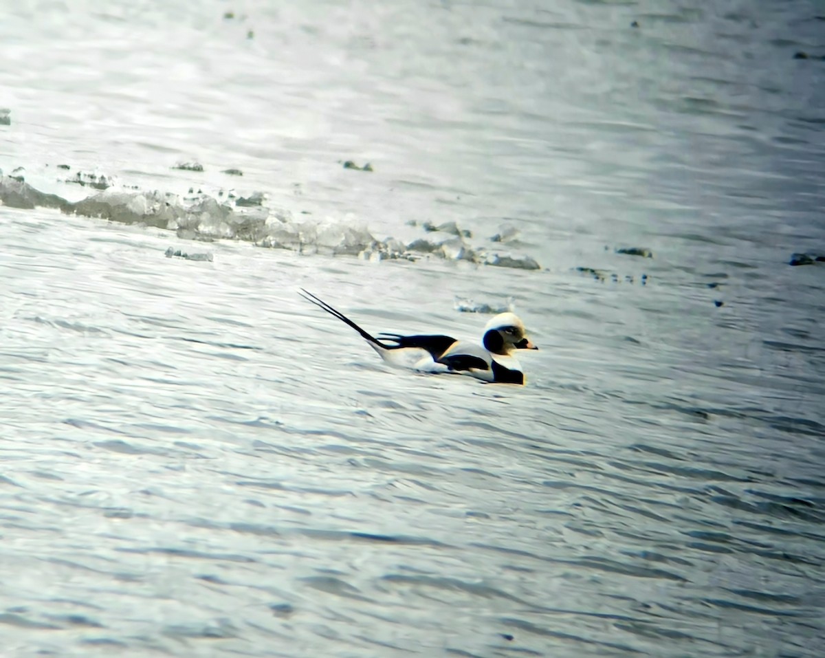 Long-tailed Duck - ML520737391