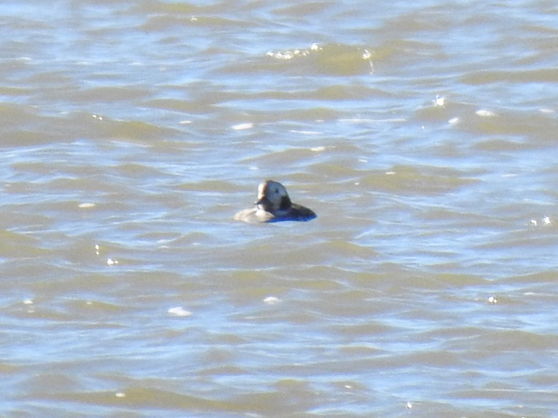 Long-tailed Duck - ML520738641