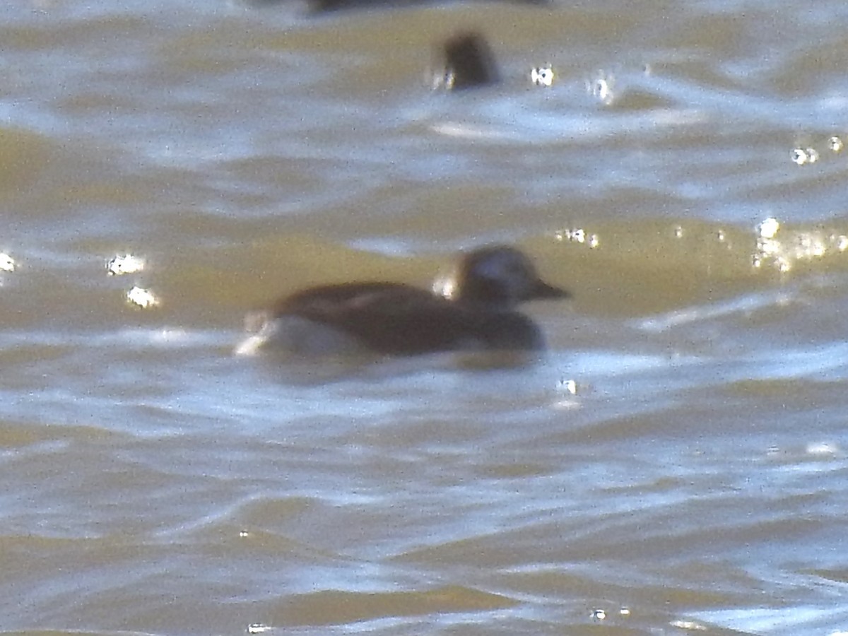 Long-tailed Duck - ML520738821
