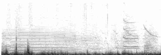 Magellanic Penguin - ML520739371