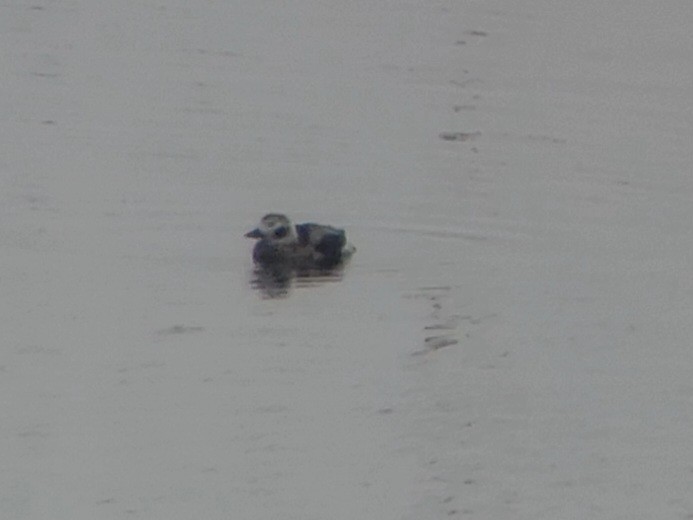 Long-tailed Duck - ML520742511