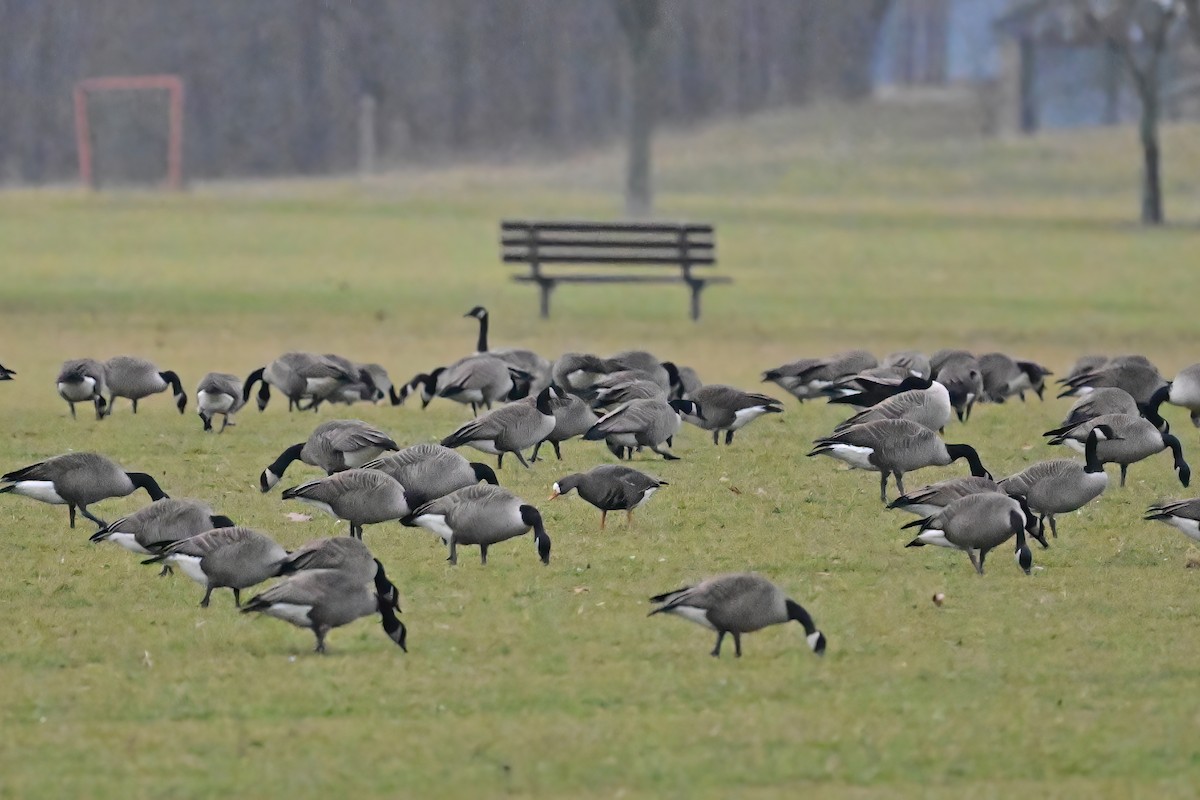 Greater White-fronted Goose - ML520743471