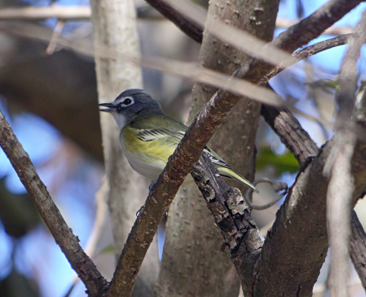 eBird Checklist 5 Jan 2023 Brackenridge Park (Avenue A) (HOTE 095