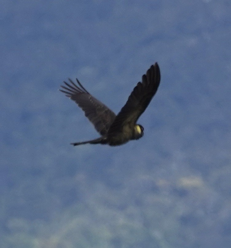 Yellow-tailed Black-Cockatoo - ML520753491