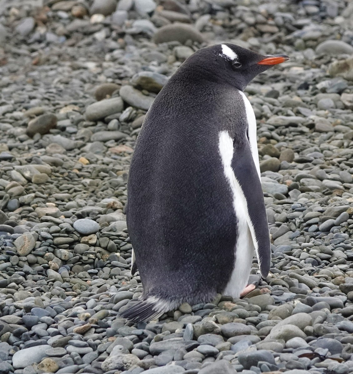 Gentoo Penguin - ML520753811