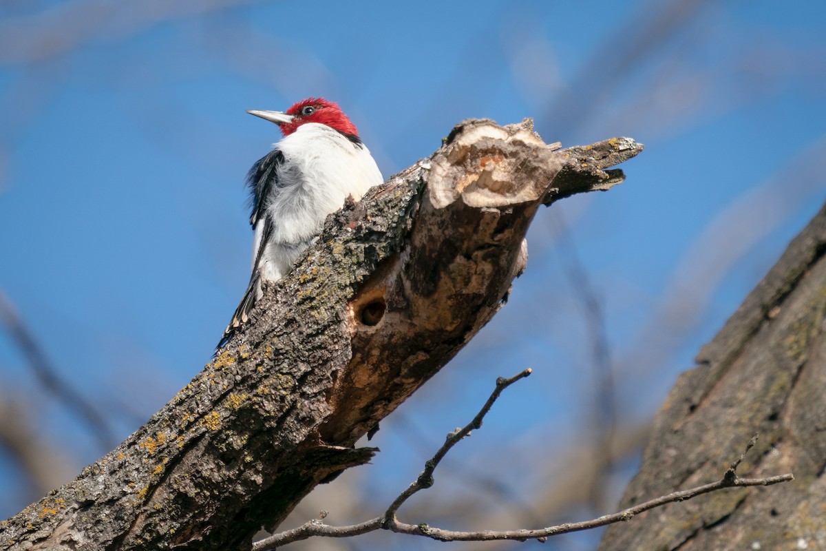 Red-headed Woodpecker - ML520754931