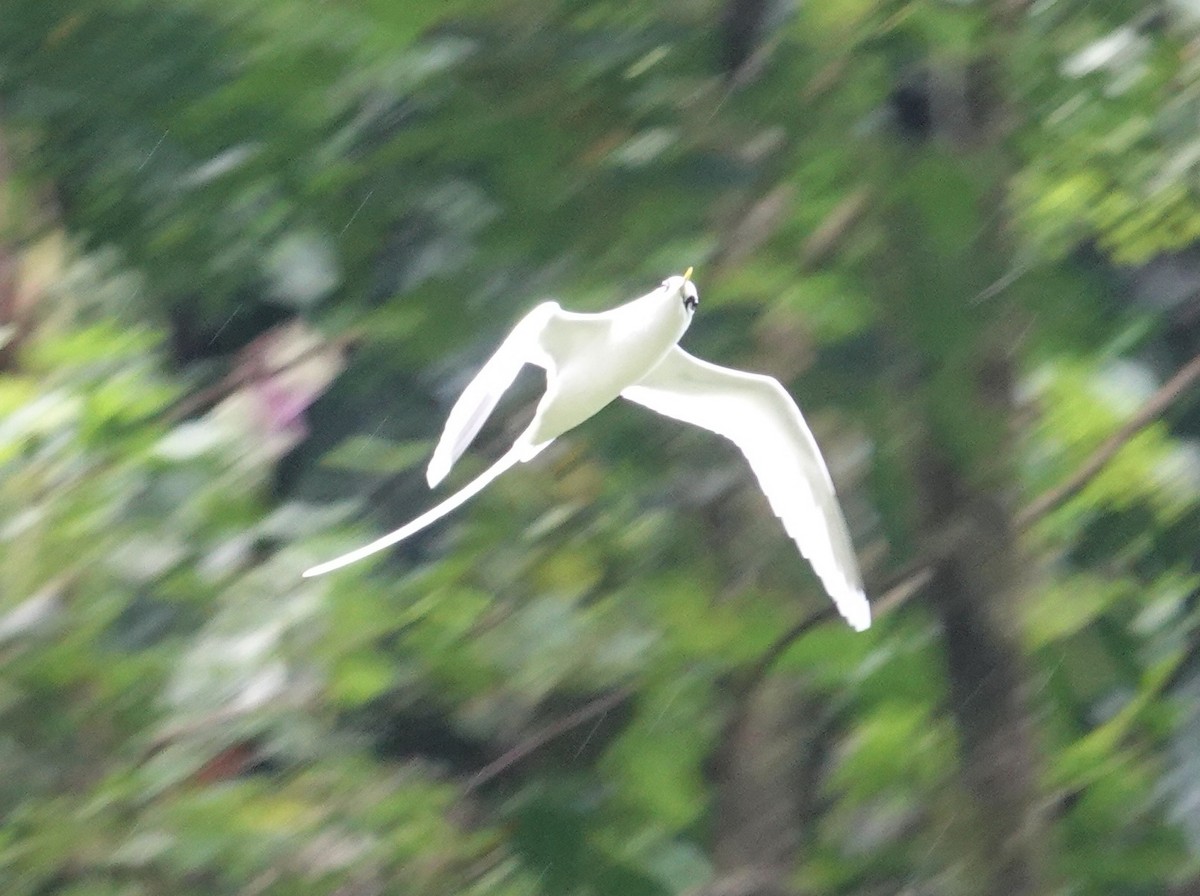 White-tailed Tropicbird - ML520757201