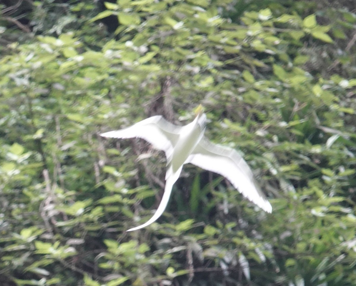 White-tailed Tropicbird - ML520757311