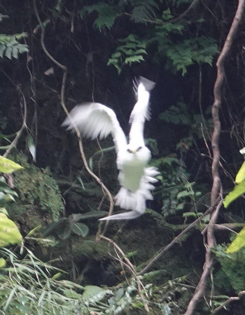 White-tailed Tropicbird - ML520757331