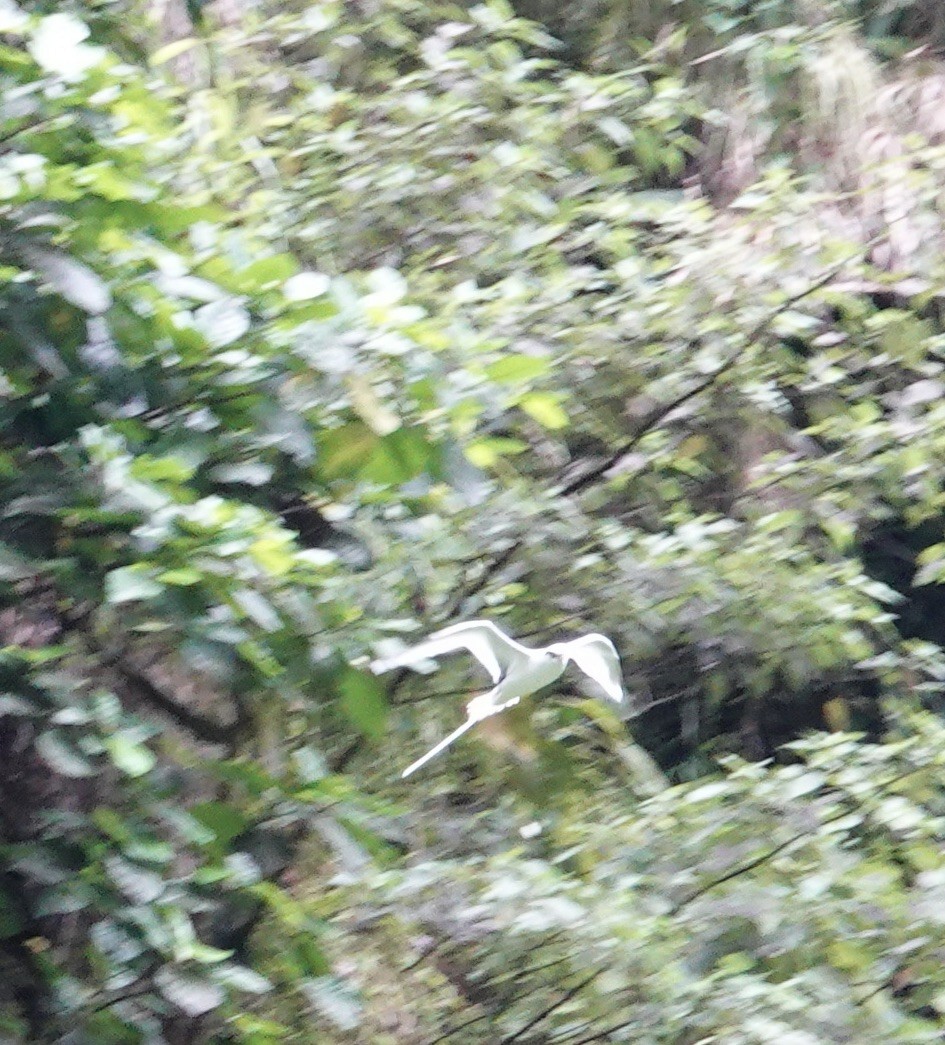 White-tailed Tropicbird - ML520757351