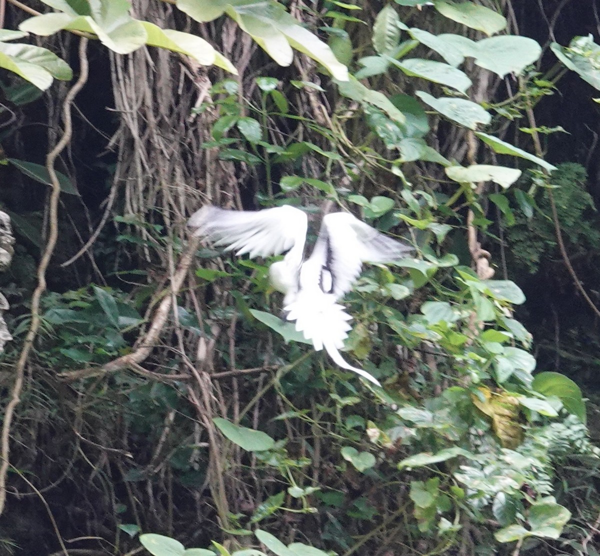 White-tailed Tropicbird - ML520757431