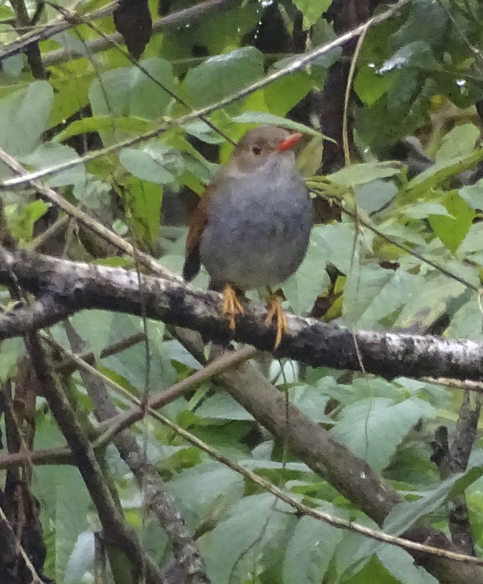 Orange-billed Nightingale-Thrush (Brown-headed) - ML520759651