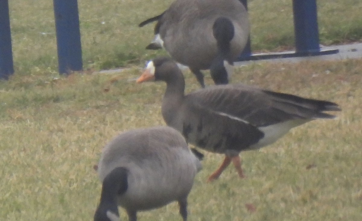 Greater White-fronted Goose - ML520766601