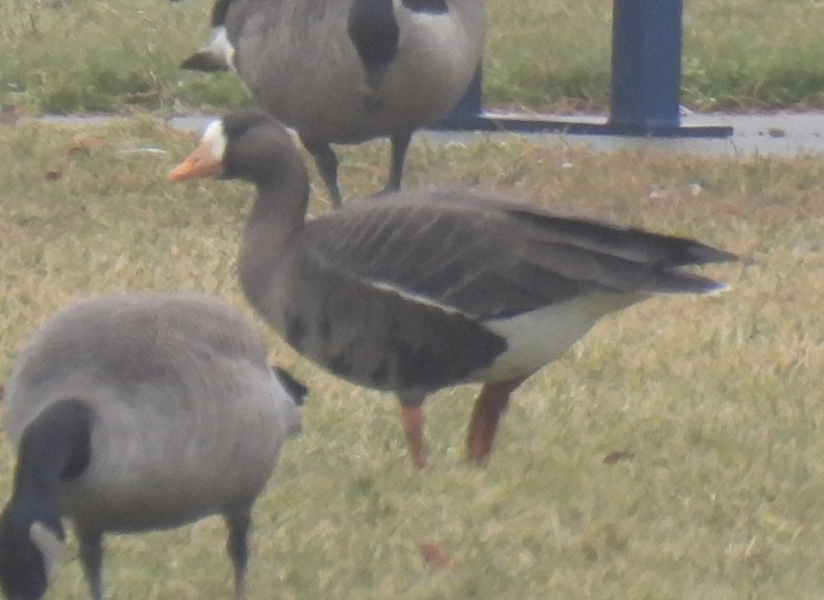 Greater White-fronted Goose - ML520766611