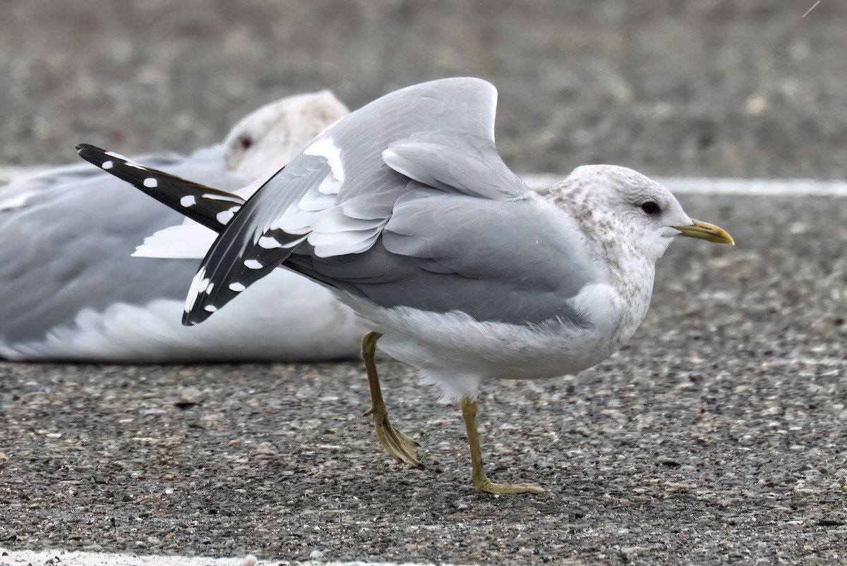 Short-billed Gull - Charlotte Byers
