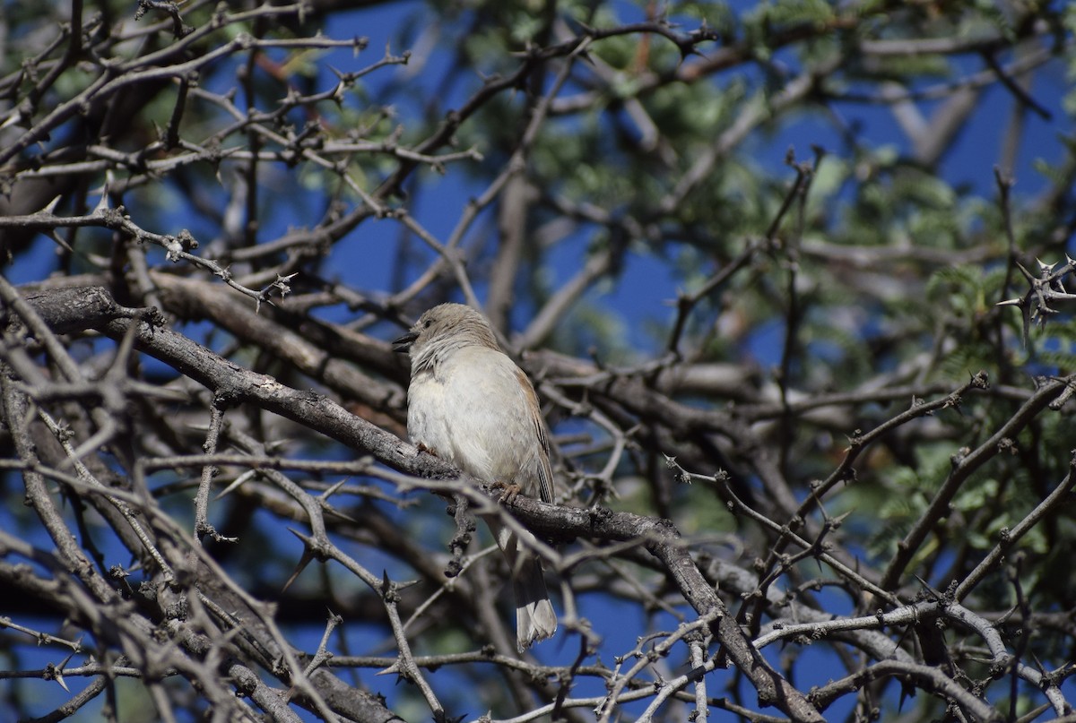 Southern Gray-headed Sparrow - ML520770341