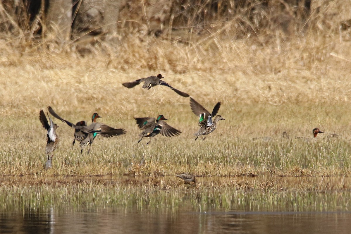 Green-winged Teal - Russ Smiley