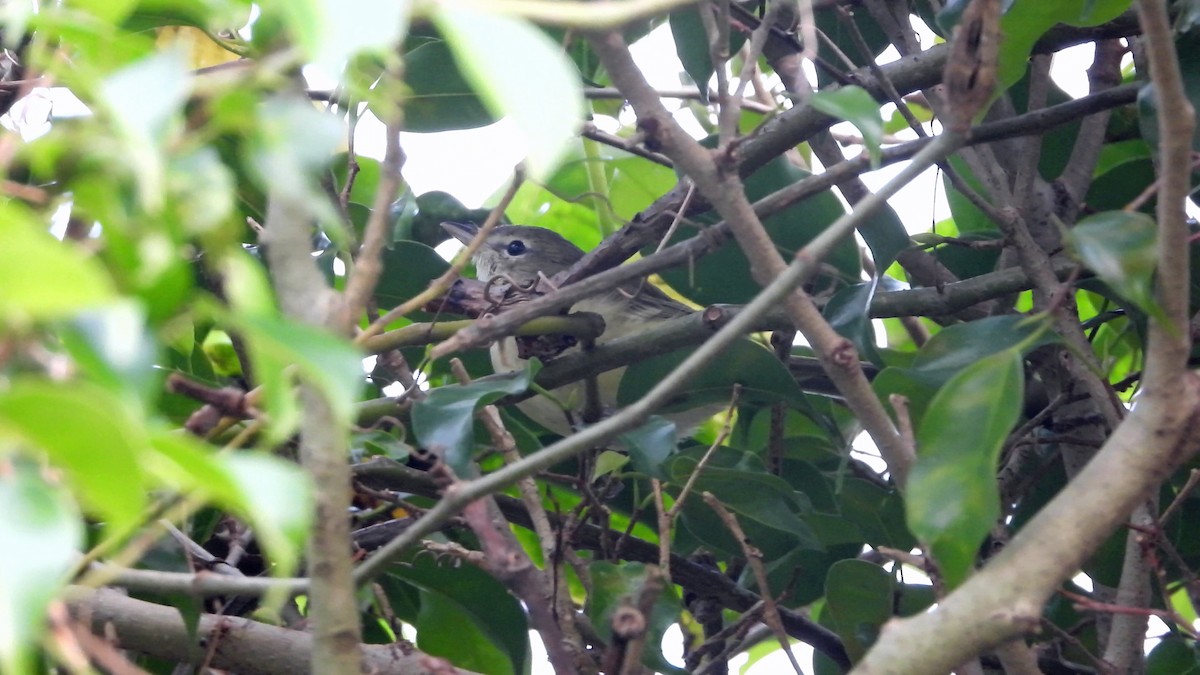 Bell's Vireo - Mark Penkower