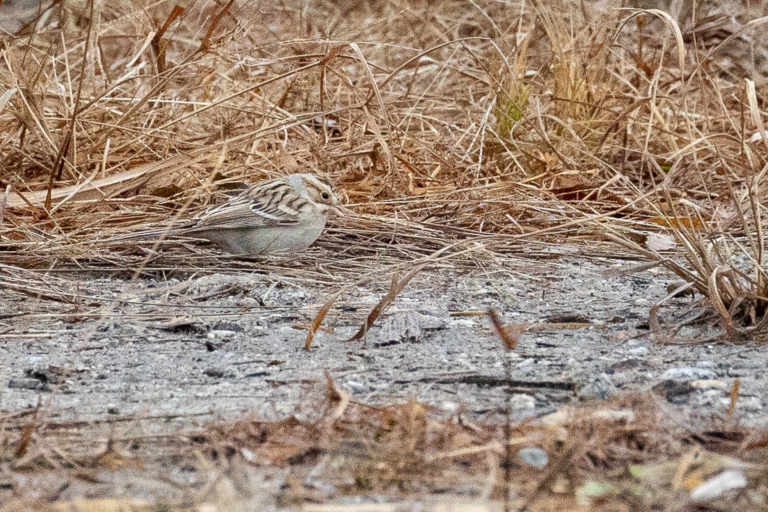 Clay-colored Sparrow - ML520776071