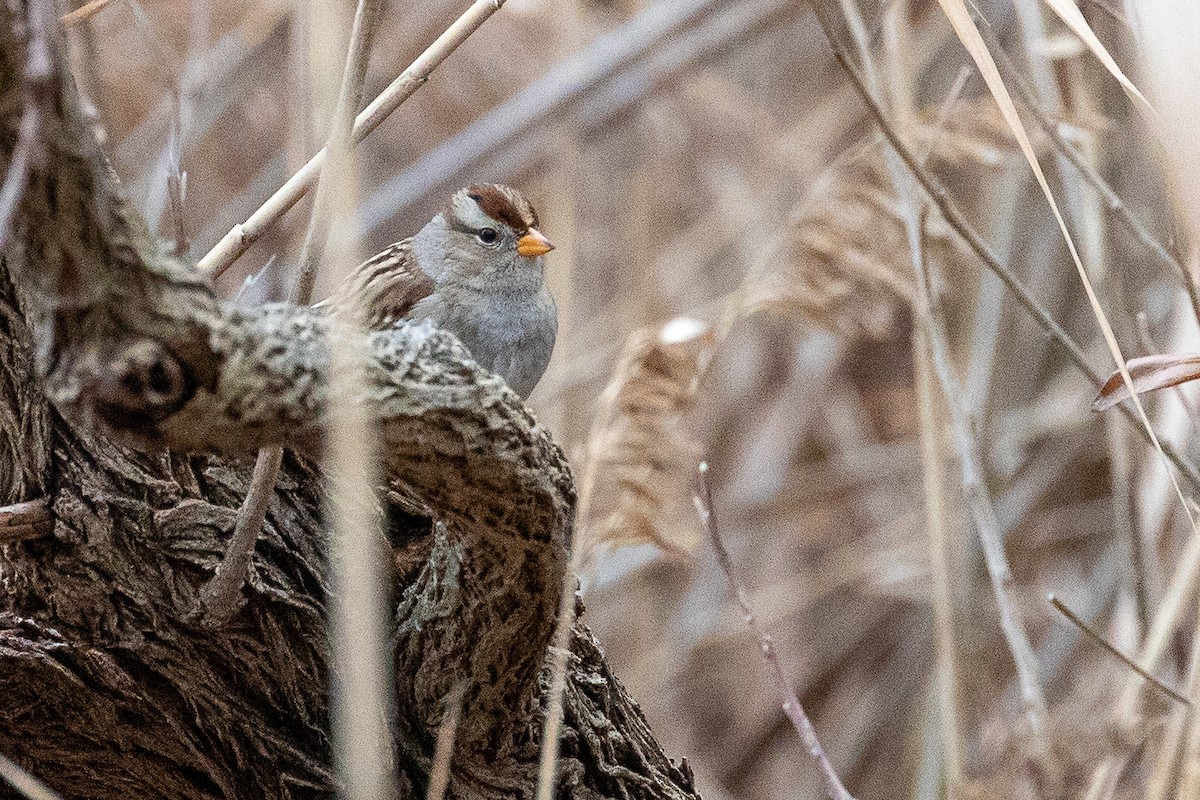 White-crowned Sparrow (Gambel's) - ML520776271