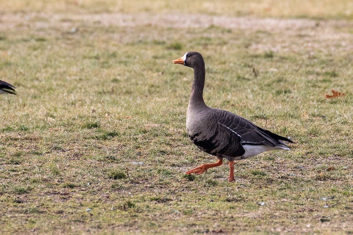 Greater White-fronted Goose - ML520777291