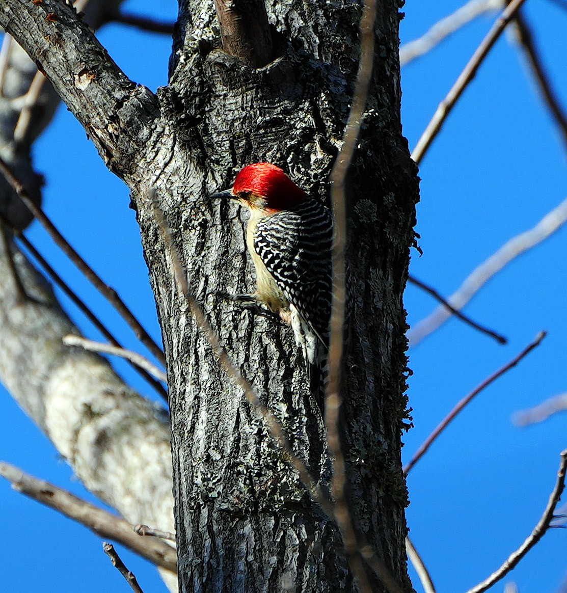 Red-bellied Woodpecker - ML520778051