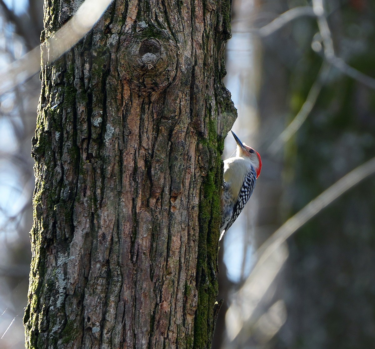 Red-bellied Woodpecker - ML520778061