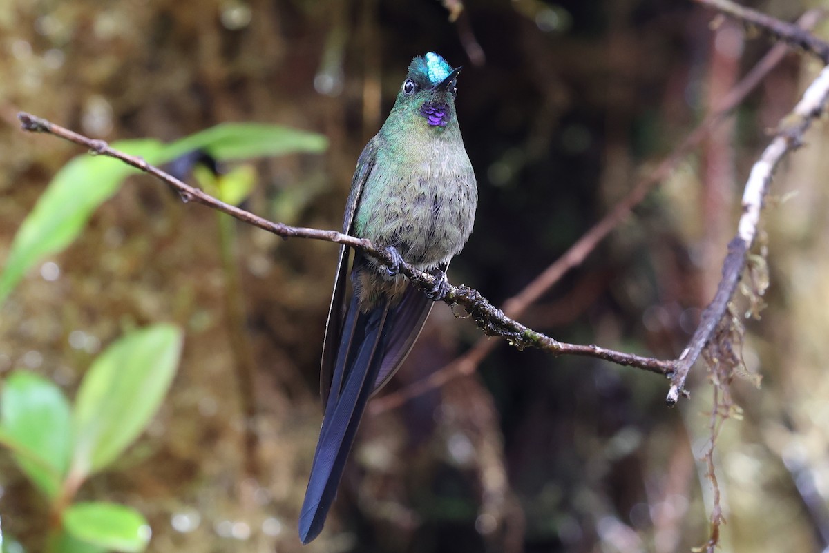 Violet-tailed Sylph - ML520782501