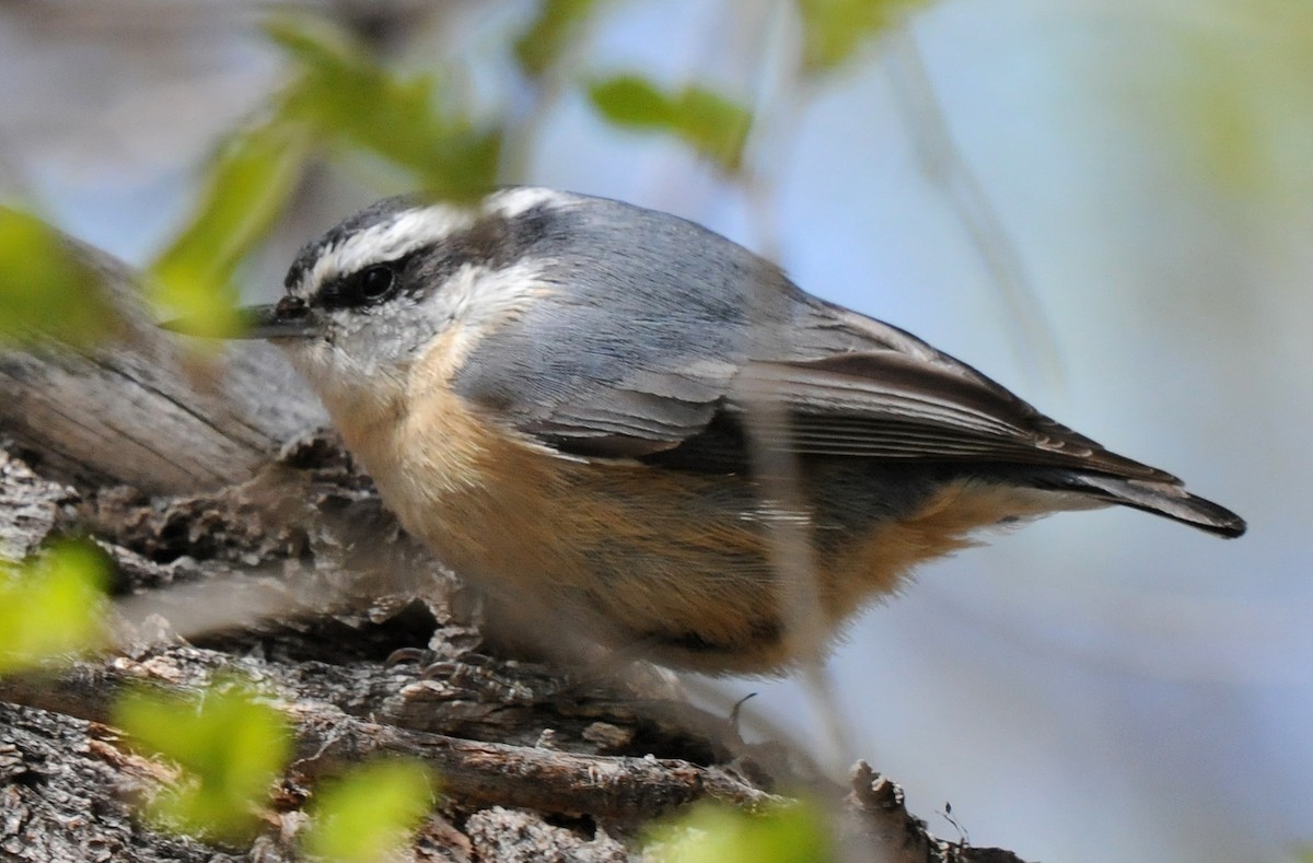 Red-breasted Nuthatch - ML52078271