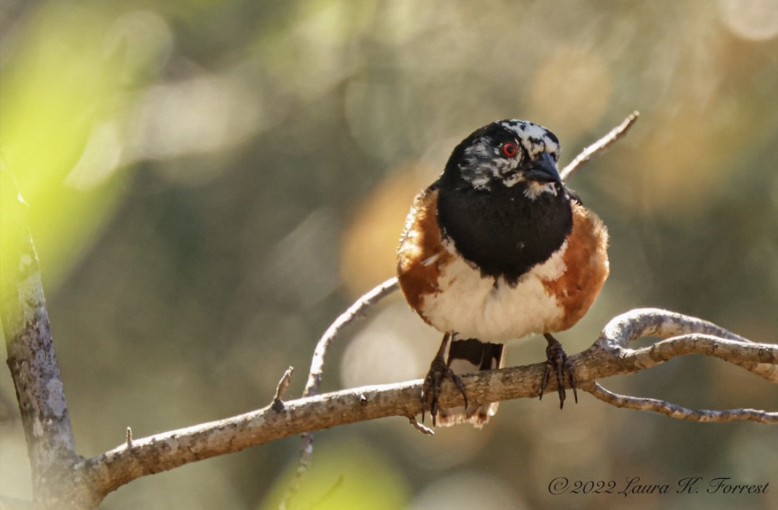 Spotted Towhee - ML520784321