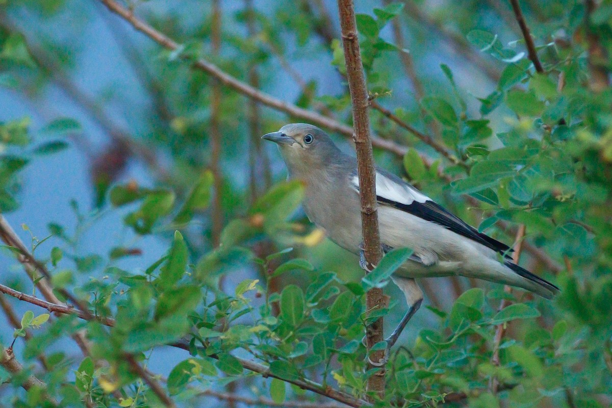 White-shouldered Starling - ML520786101
