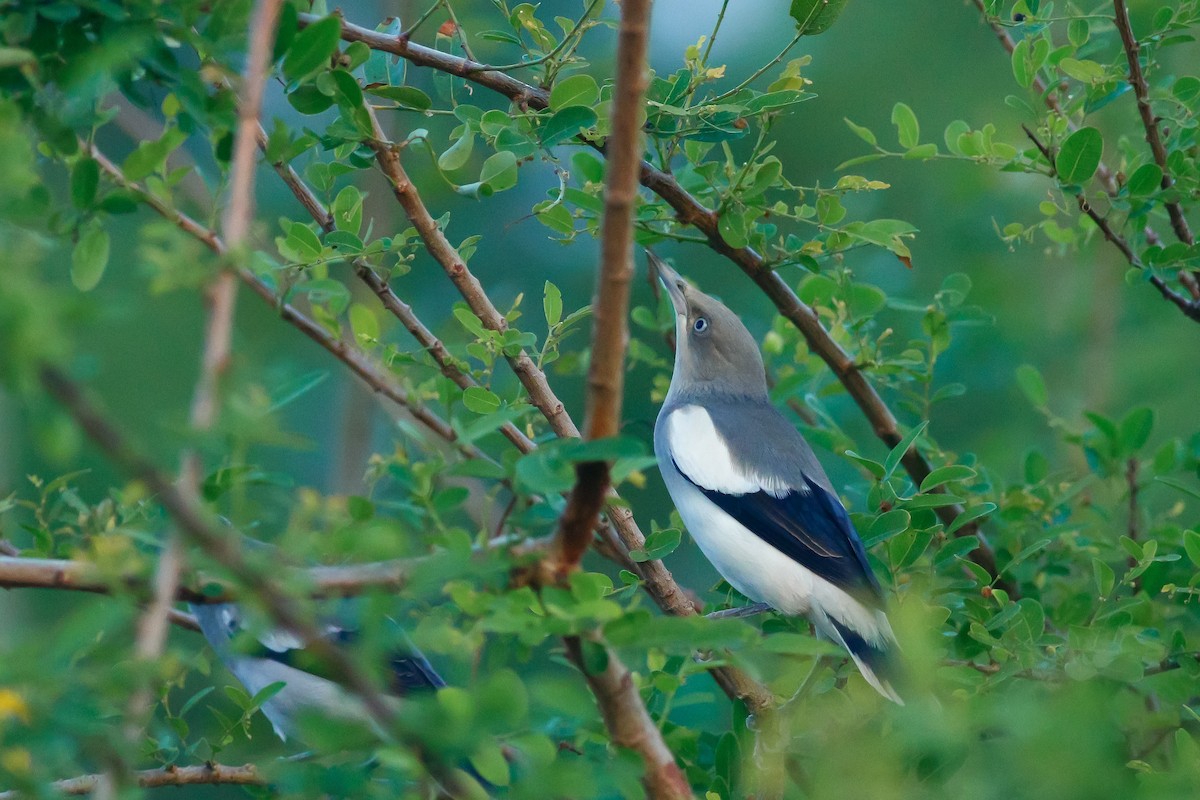 White-shouldered Starling - u7 Liao