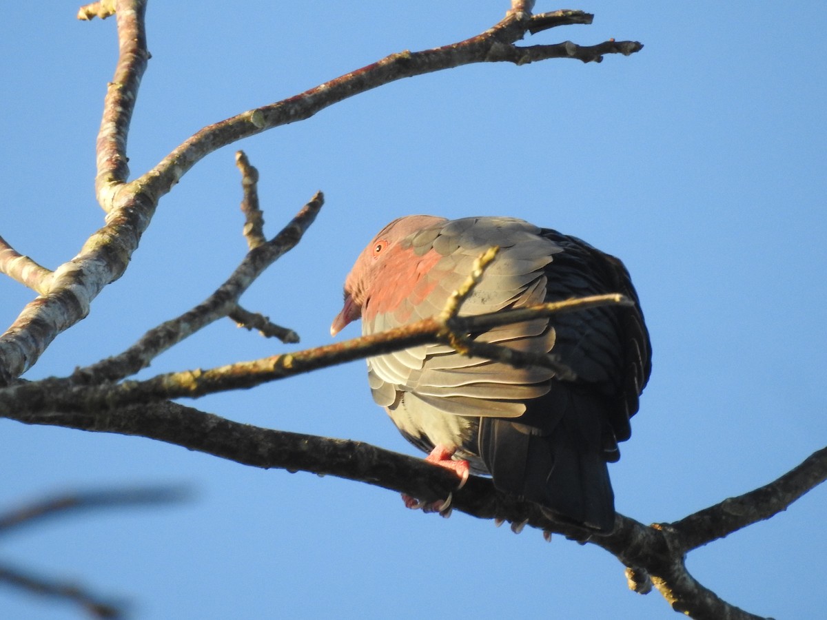 Red-billed Pigeon - ML520788751