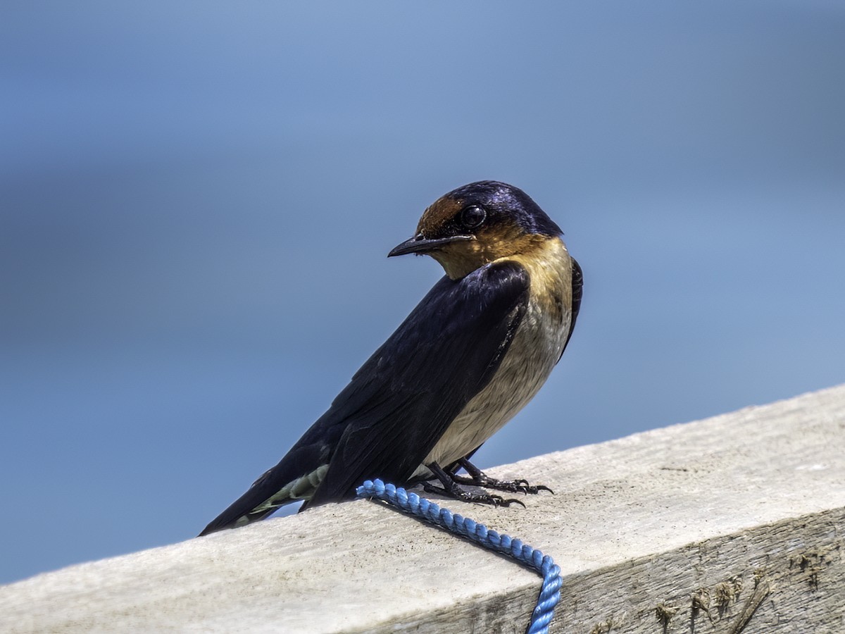 Pacific Swallow - ML520789291