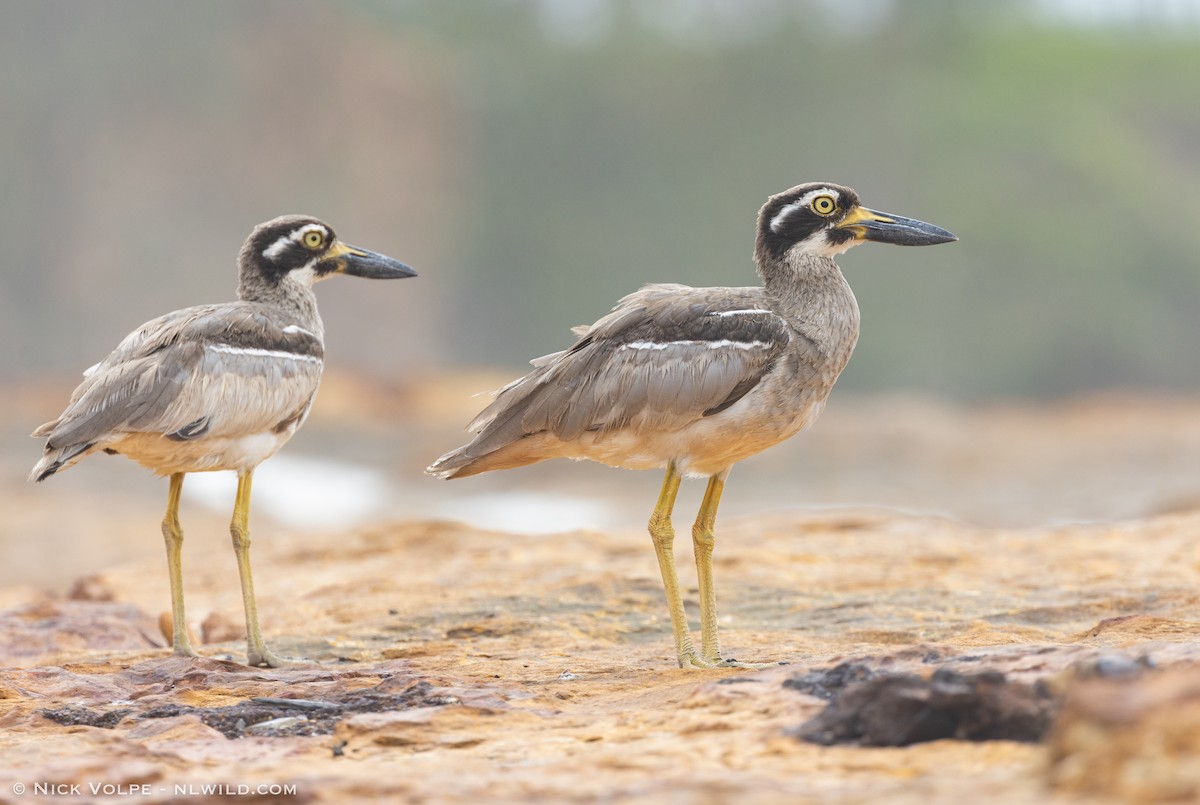 Beach Thick-knee - Nick Volpe