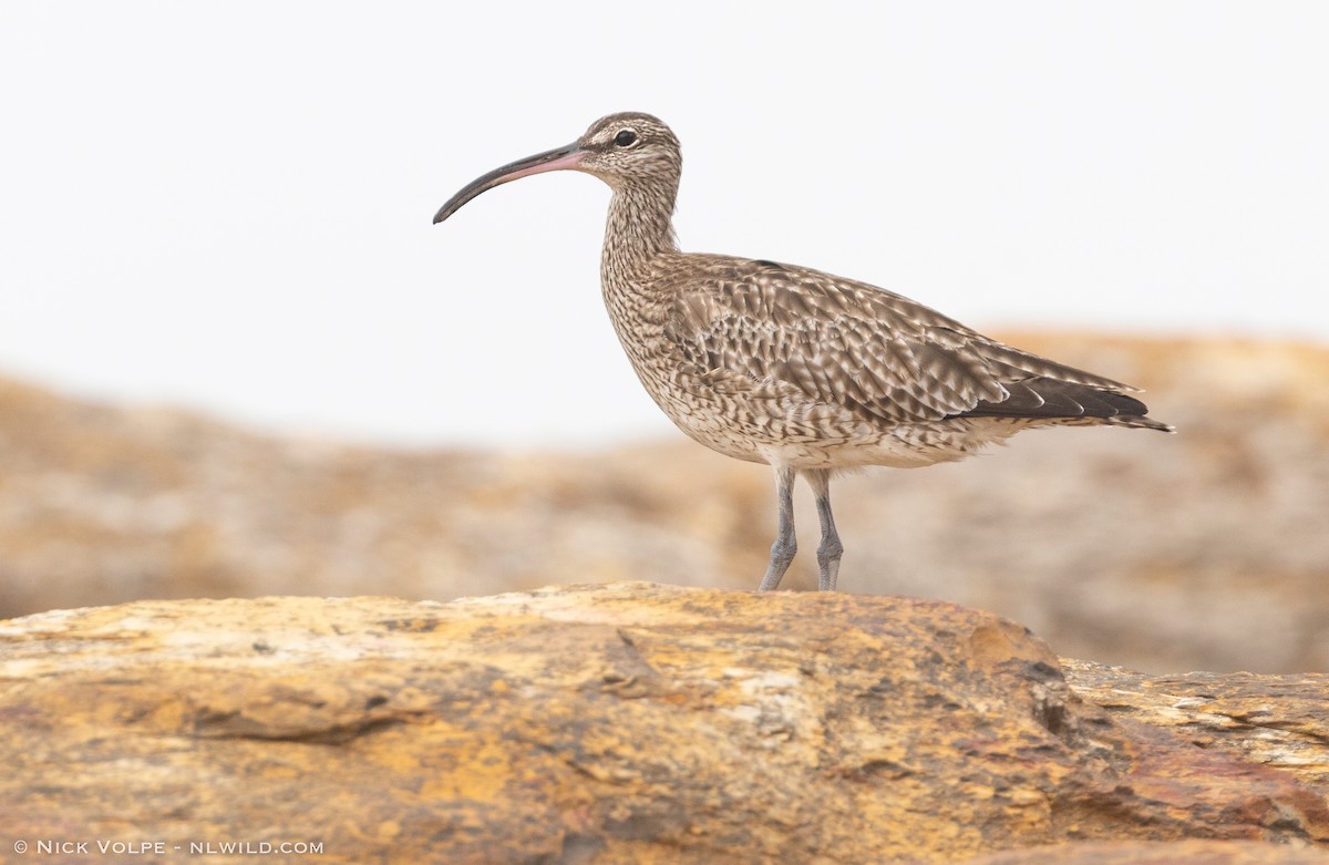 Whimbrel - Nick Volpe