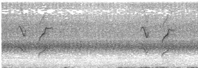 Graustirn-Dickichtschlüpfer - ML520802221