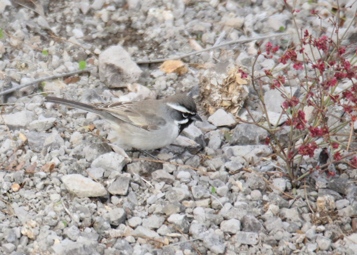 Black-throated Sparrow - Louis Hoeniger