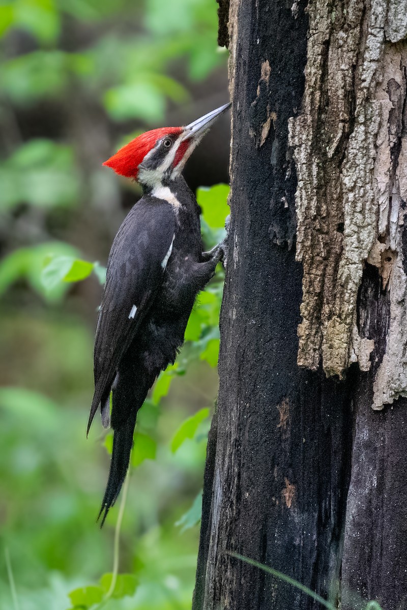 Pileated Woodpecker - ML520805781