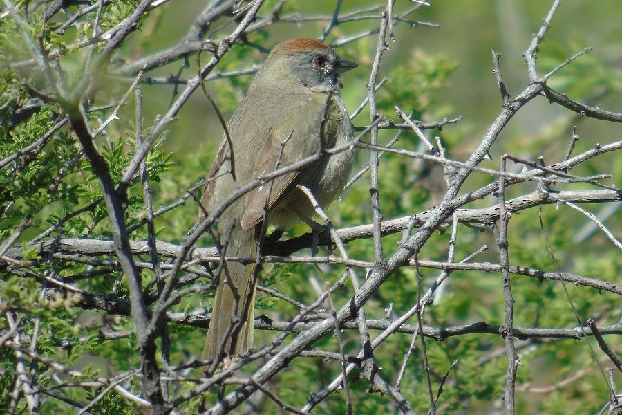 Green-tailed Towhee - Larry Neily