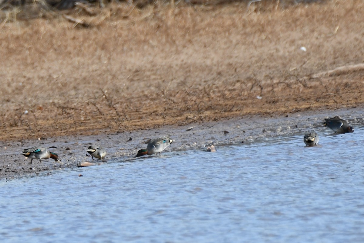 Green-winged Teal - ML520815081