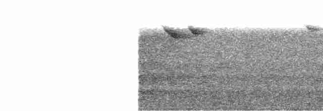 Band-tailed Barbthroat - ML520816051