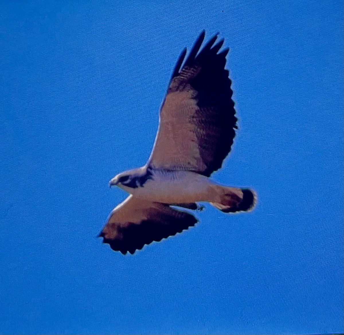 White-tailed Hawk - ML520816261